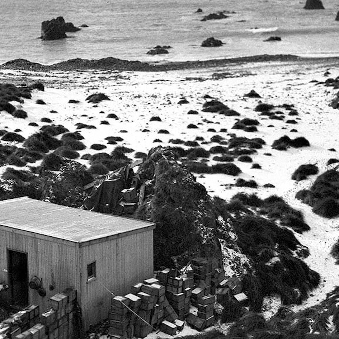 Macquarie Islandhome