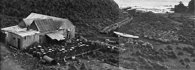 Panorama of the penguin oil works