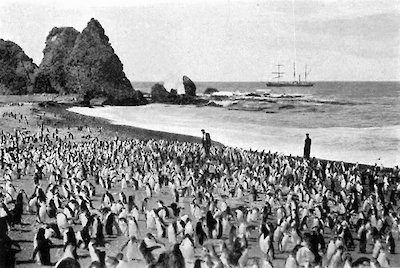 Royal Penguins on Nuggets Beach