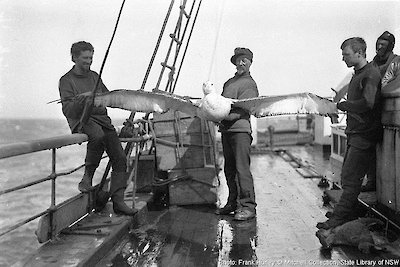 Charles Turnbull Harrisson with an albatross on deck of Aurora 